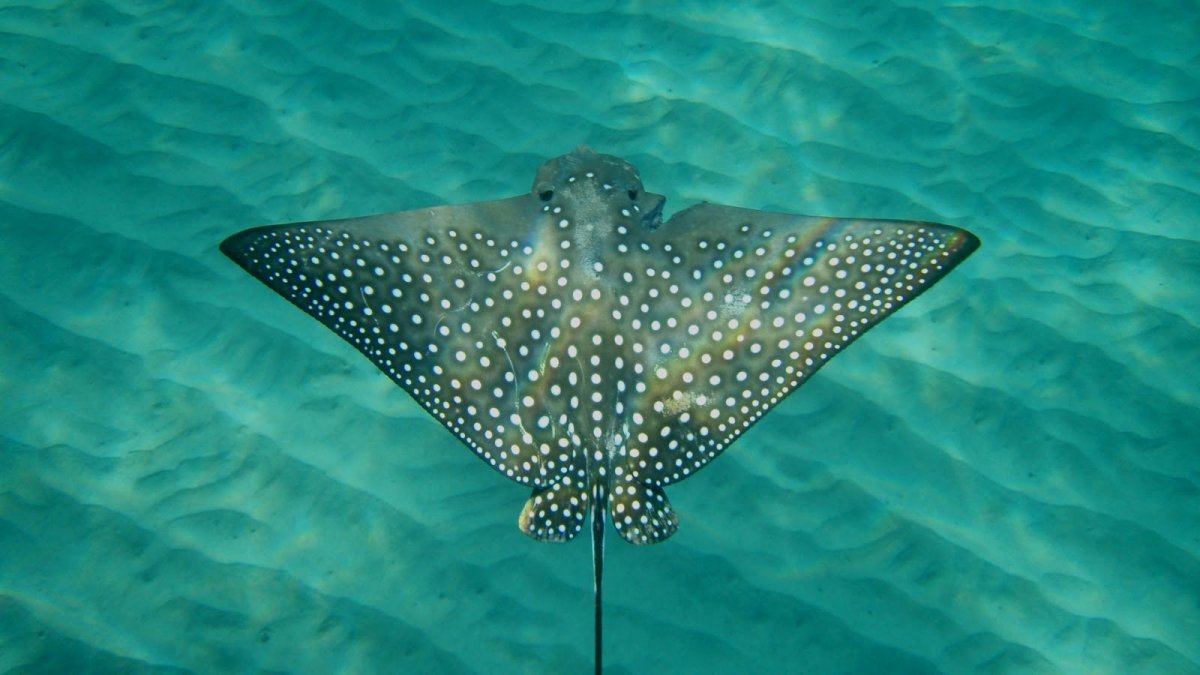 Пятнистый орляк самец и самка