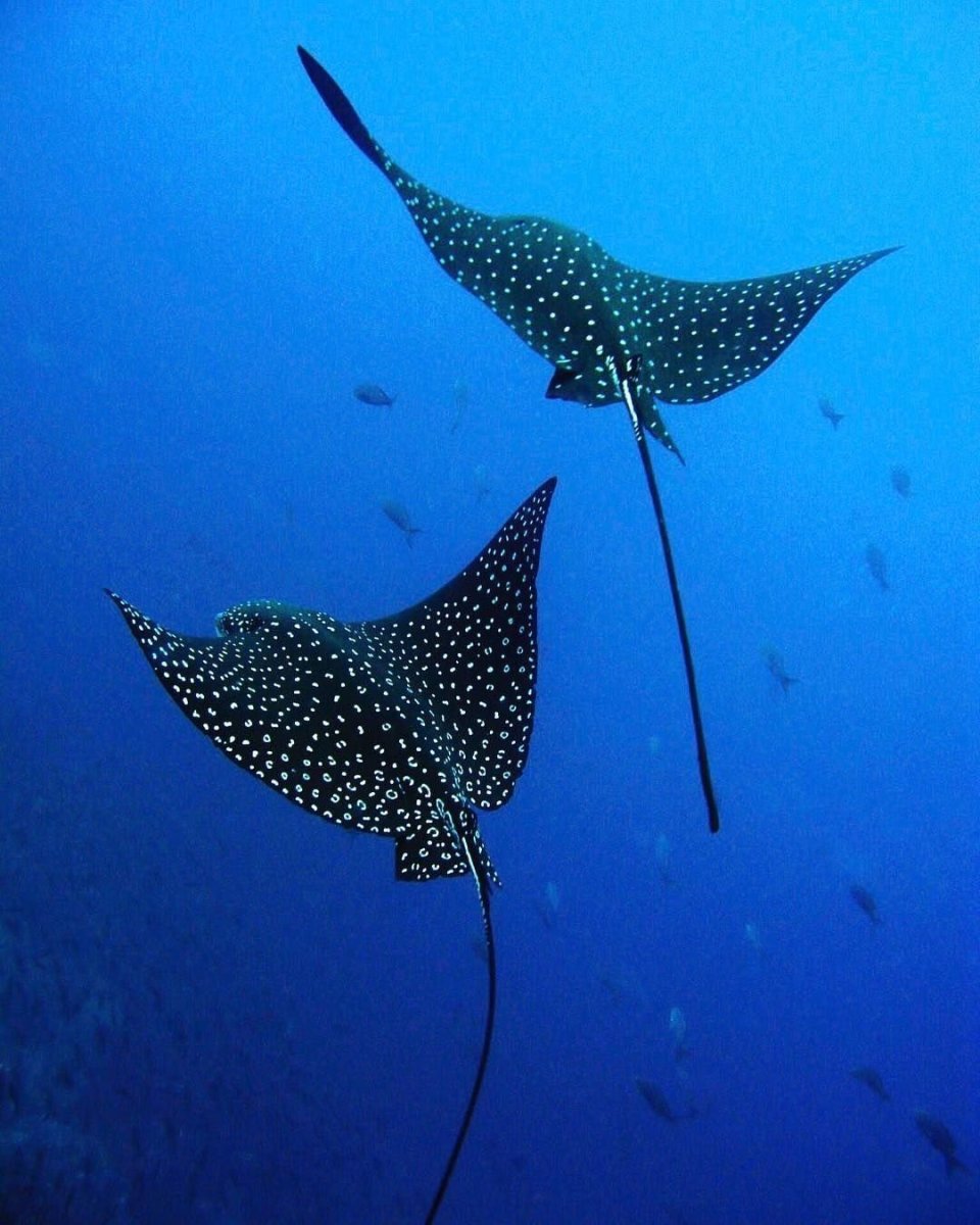 Обыкновенный Скат-орляк