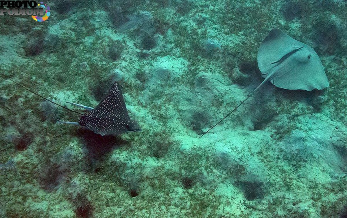 Обыкновенный пятнистый орляк