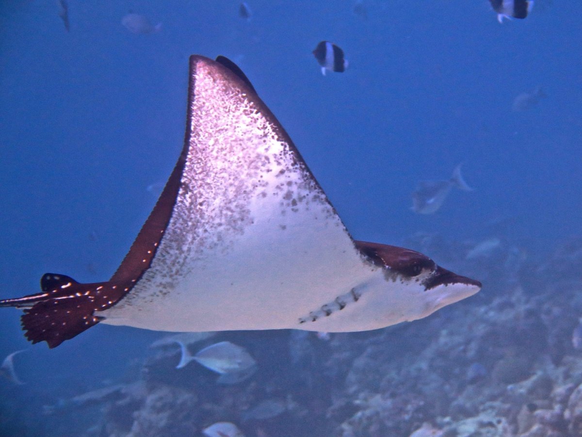 Скат бычий крылатый орляк