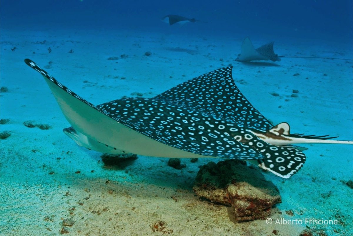 Пятнистый Скат хвостокол
