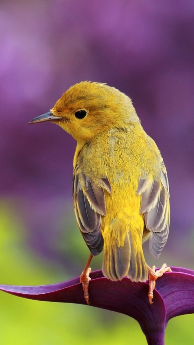 Маленькие птички