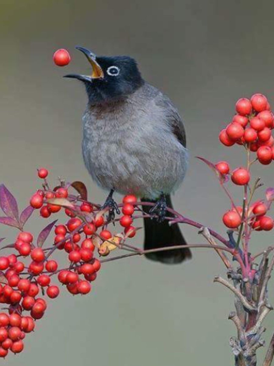 Пичуга птица