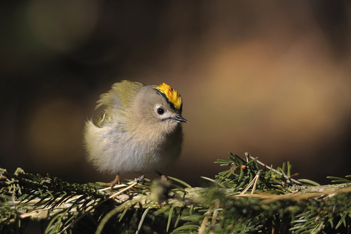 Желтоголовый широкорот