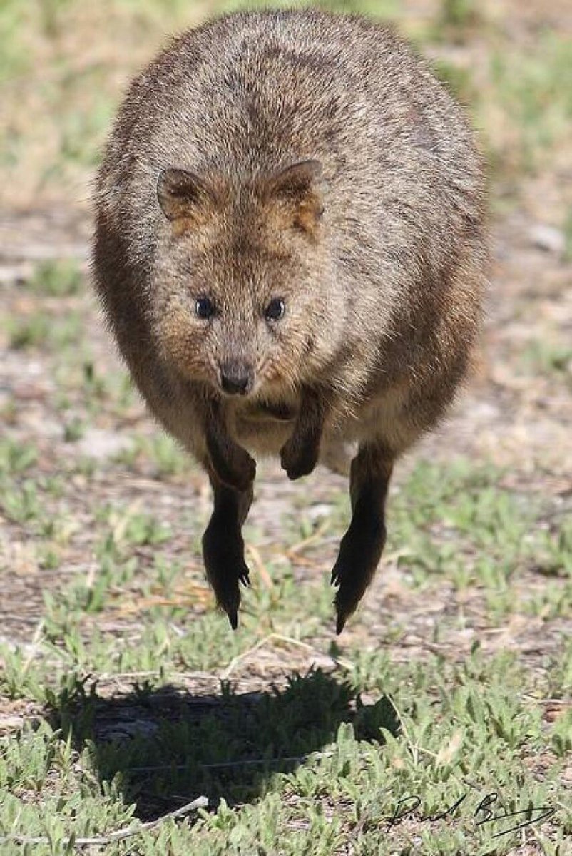 Малая Панда на руках