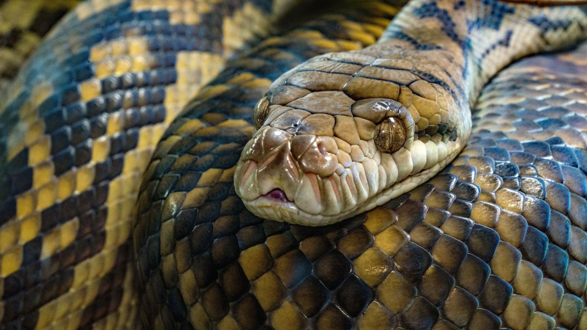 Черный Тайпан змея