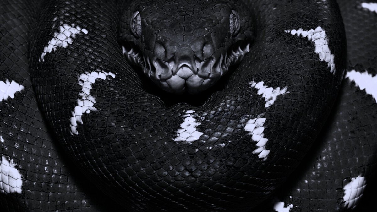 Мангуст против королевской кобры