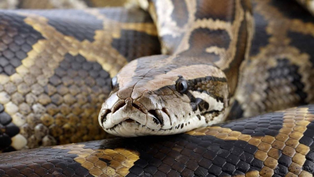 Сетчатый питон - 12,2 м