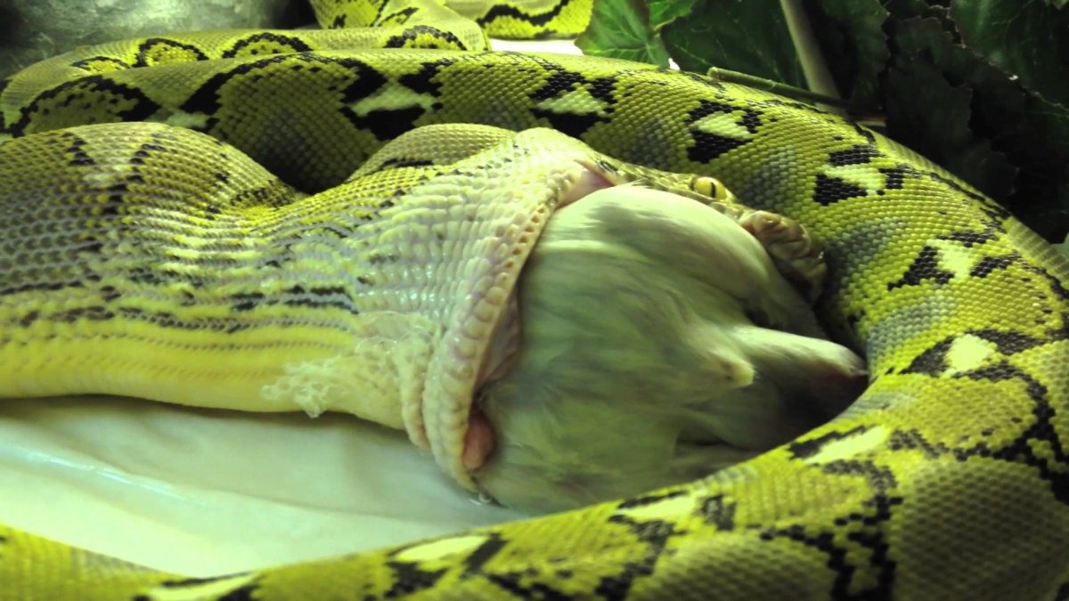 Сетчатый питон заглатывает