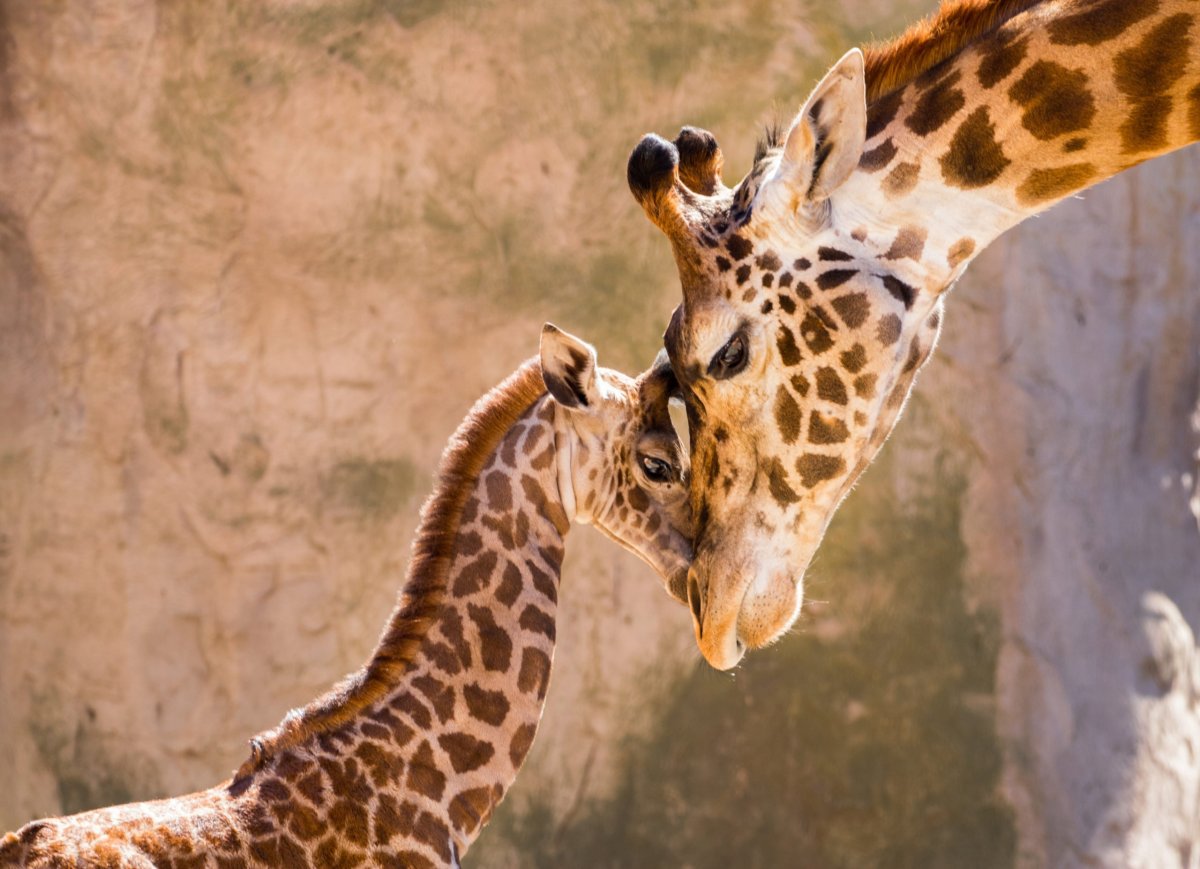 Жираф с короткой шеей