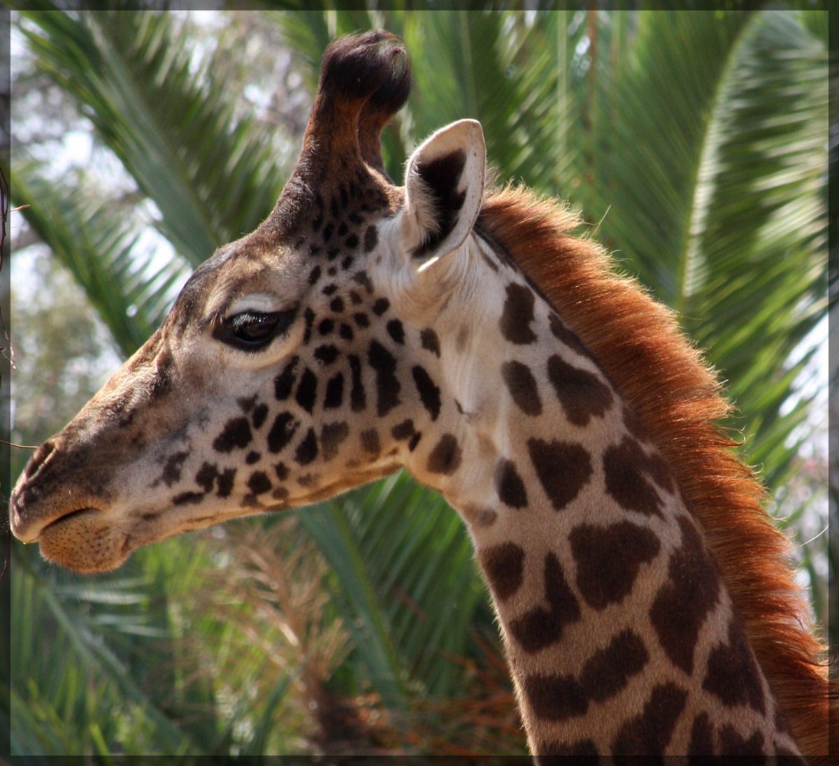 Родезийский Жираф