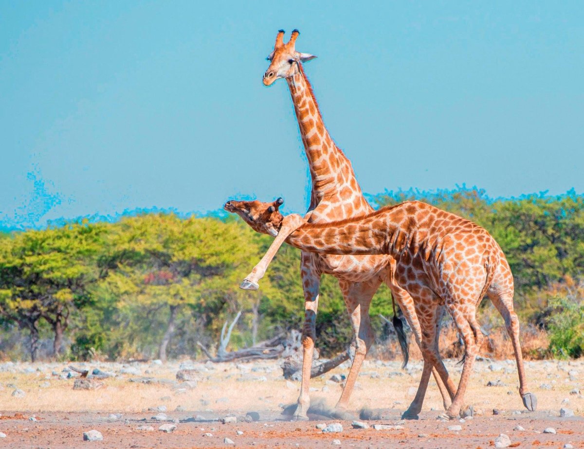 Жираф с жирафенком