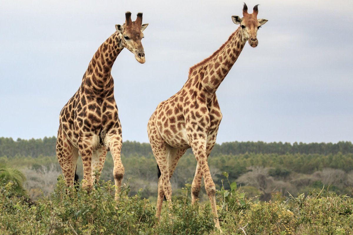 Ангольский Жираф