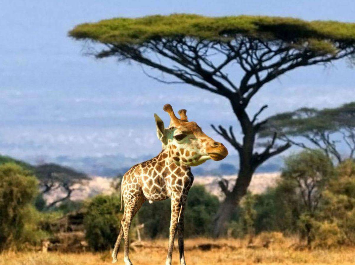 Короткошеий Жираф