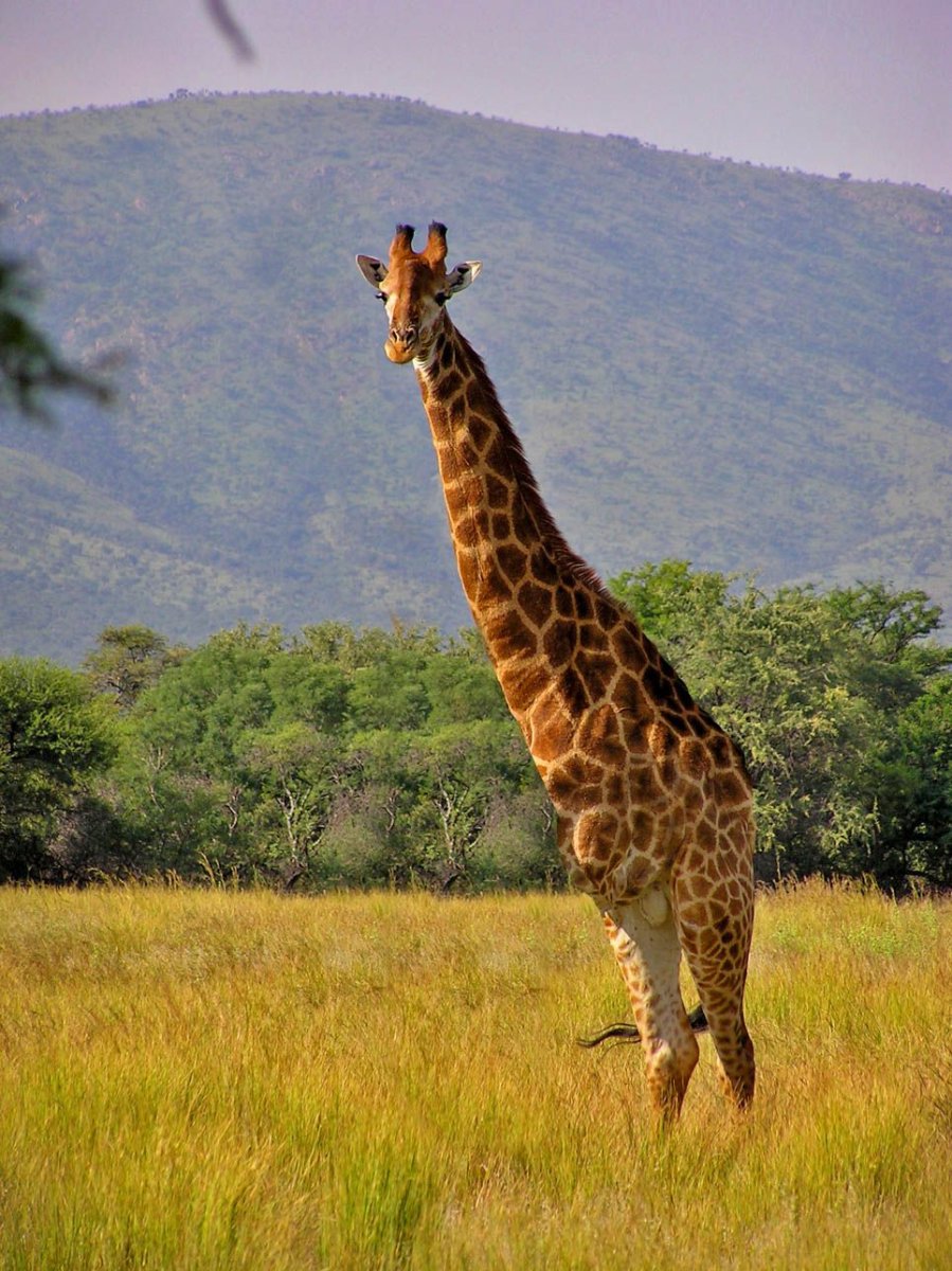 Южноафриканский Жираф (g. c. Giraffa)