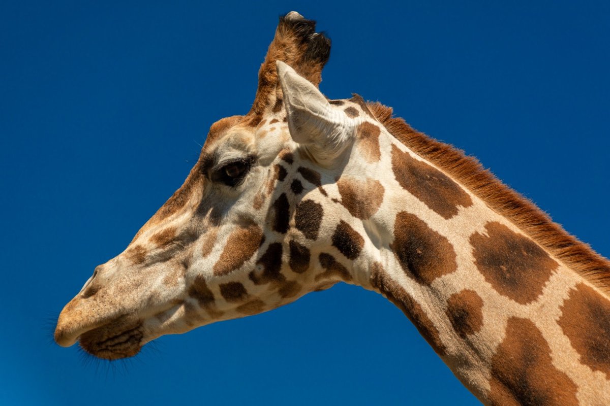 Жираф с короткой шеей