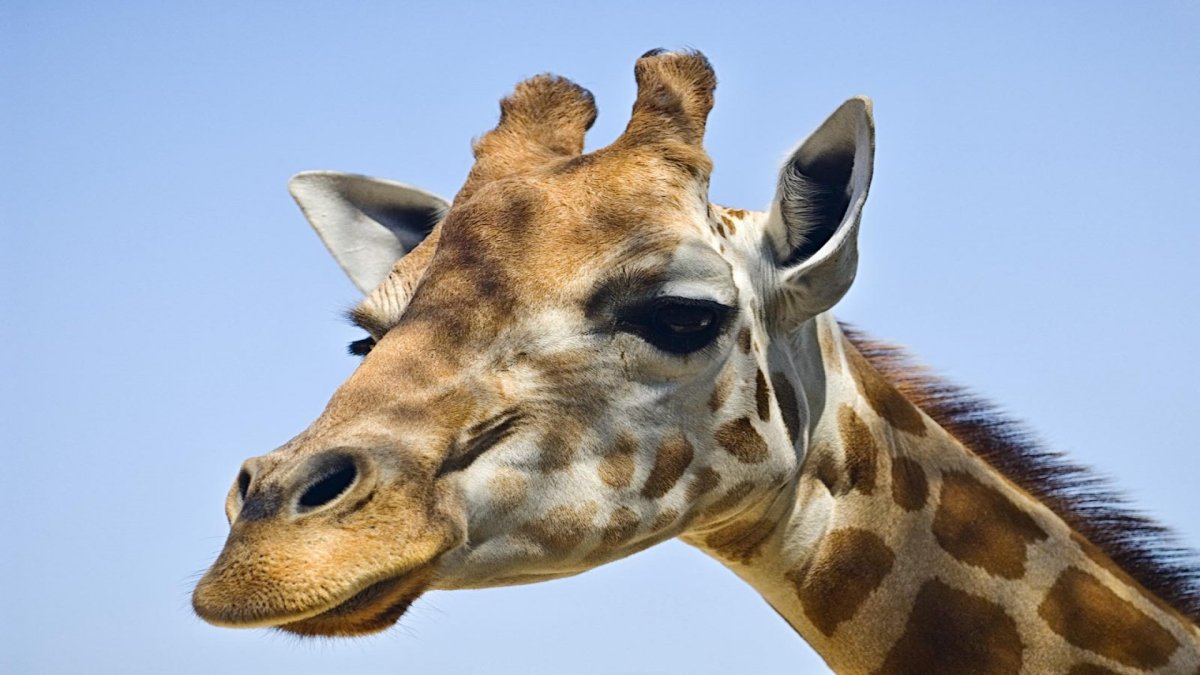 Жираф с короткой шеей