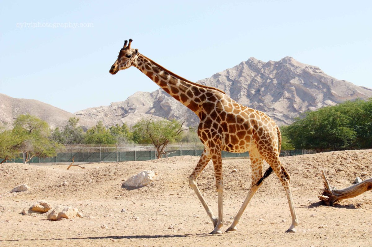 Нубийский Жираф Giraffa camelopardalis camelopardalis