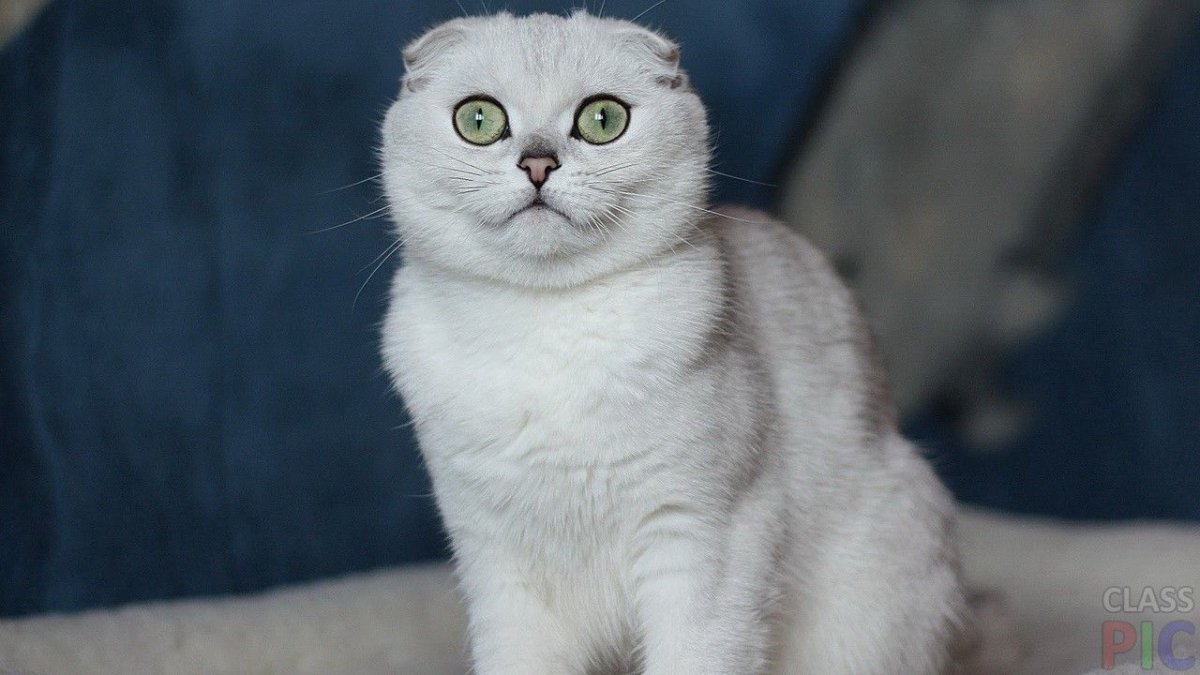 Скоттиш-фолд Шотландская вислоухая кошка белый