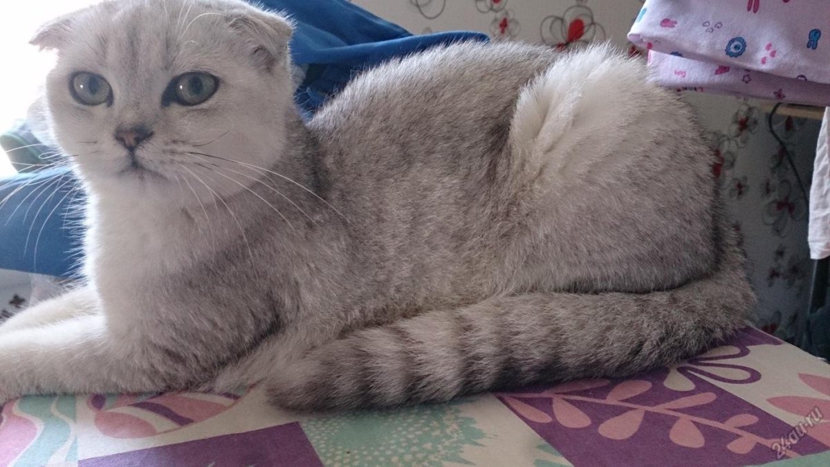 Окрас шиншилла у шотландских кошек