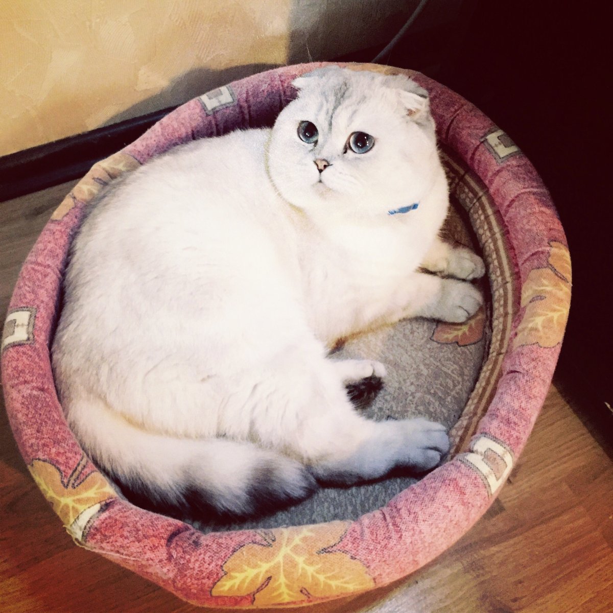 Шотландская вислоухая шиншилла поинт