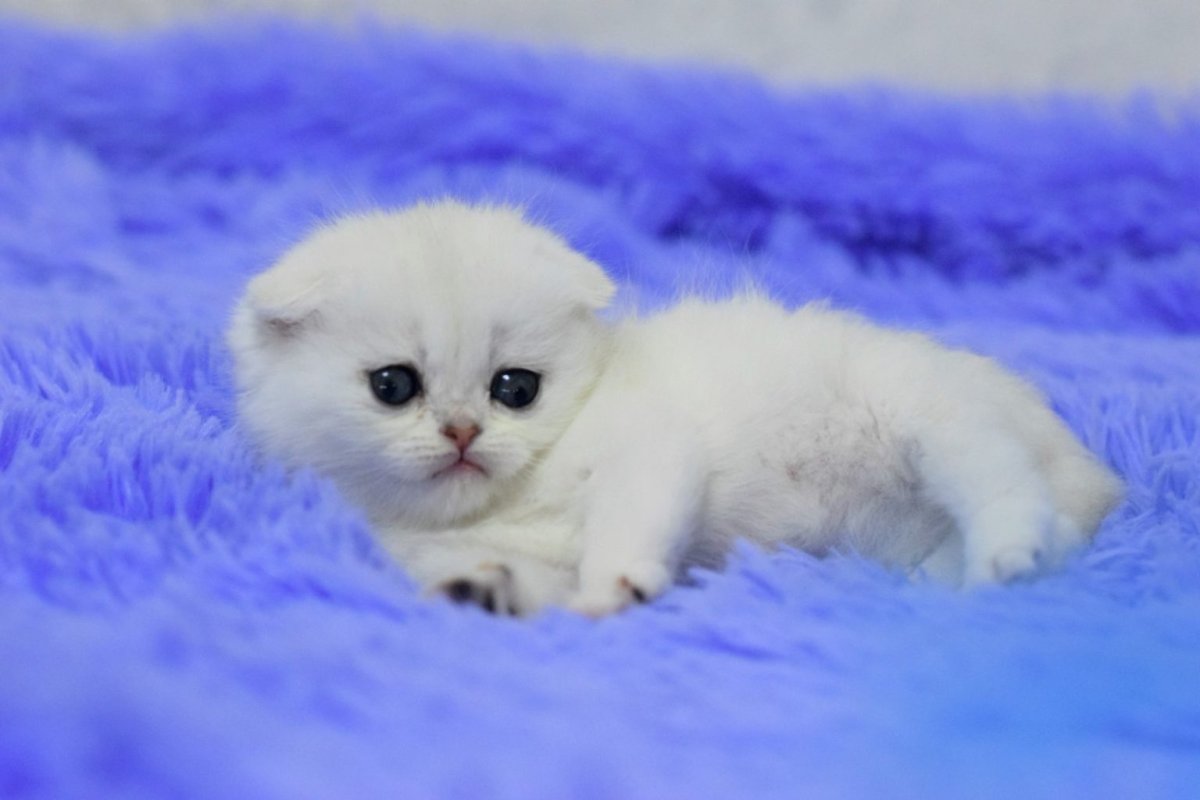 Котята серебристая шиншилла вислоухая девочки