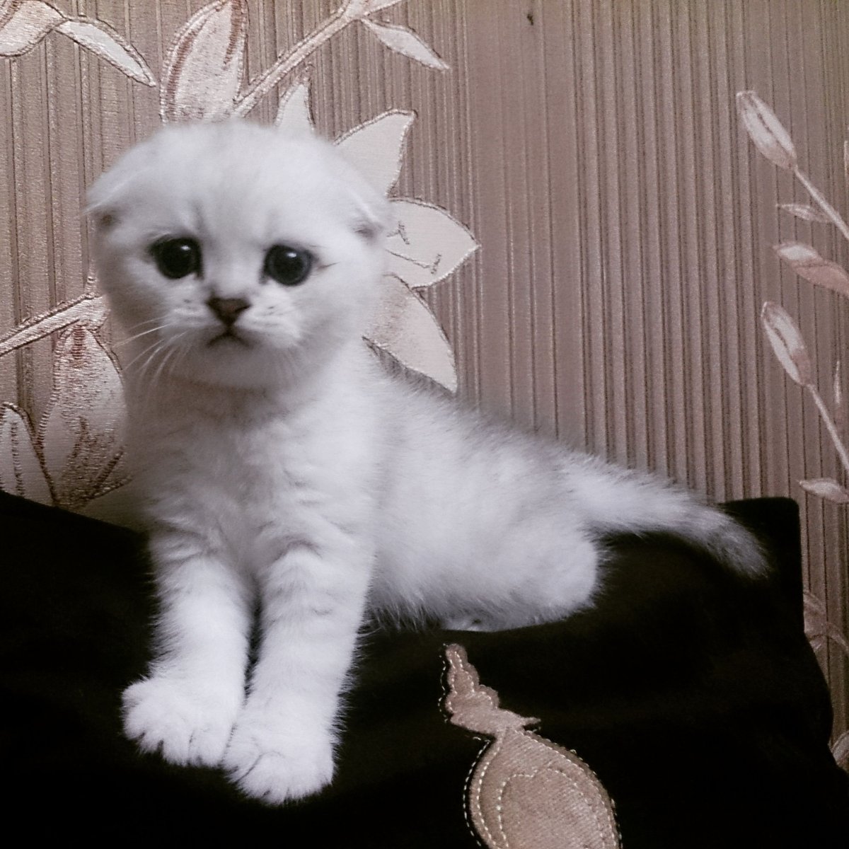 Серебристая шиншилла кошка вислоухая