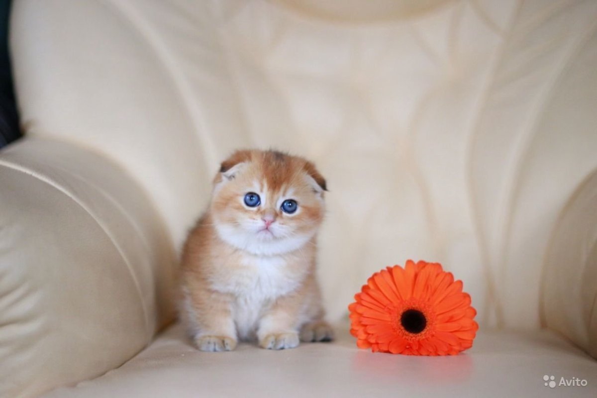 Скоттиш фолд Золотая шиншилла