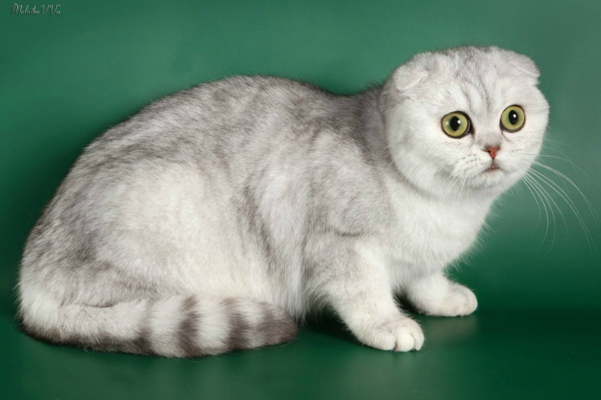 Скоттиш фолд Сильвер шиншилла