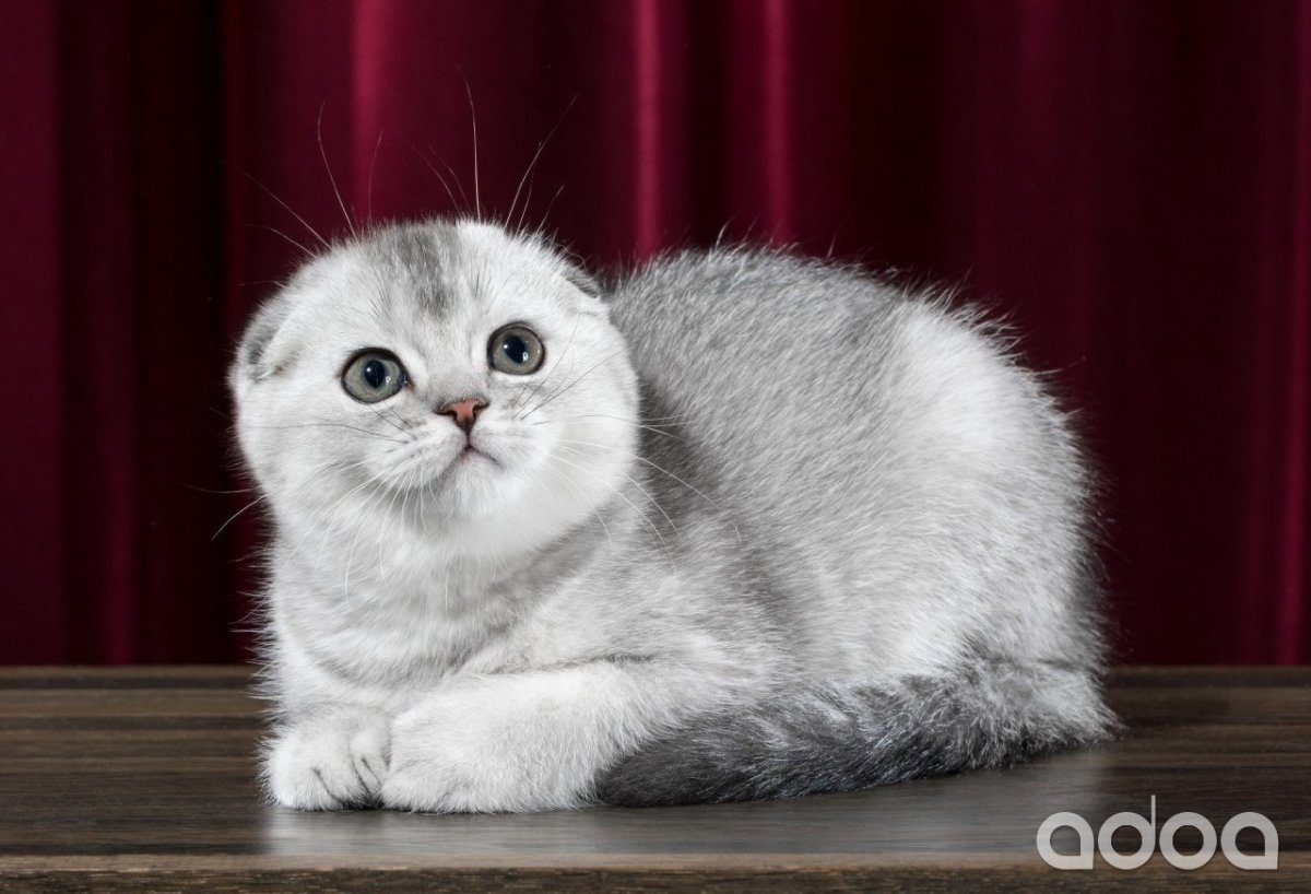 Скоттиш-фолд Шотландская вислоухая котята