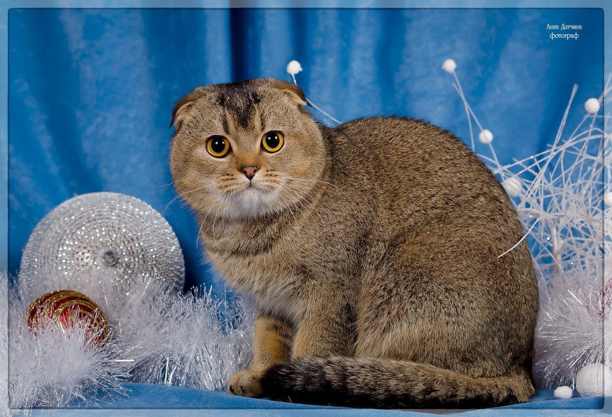 Шотландская вислоухая шиншилла Золотая тикированная