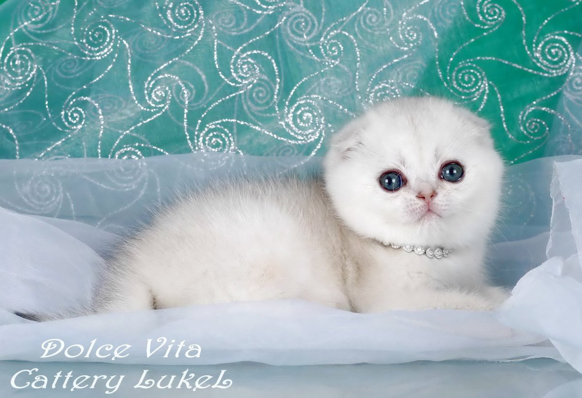 Шотландская вислоухая шиншилла