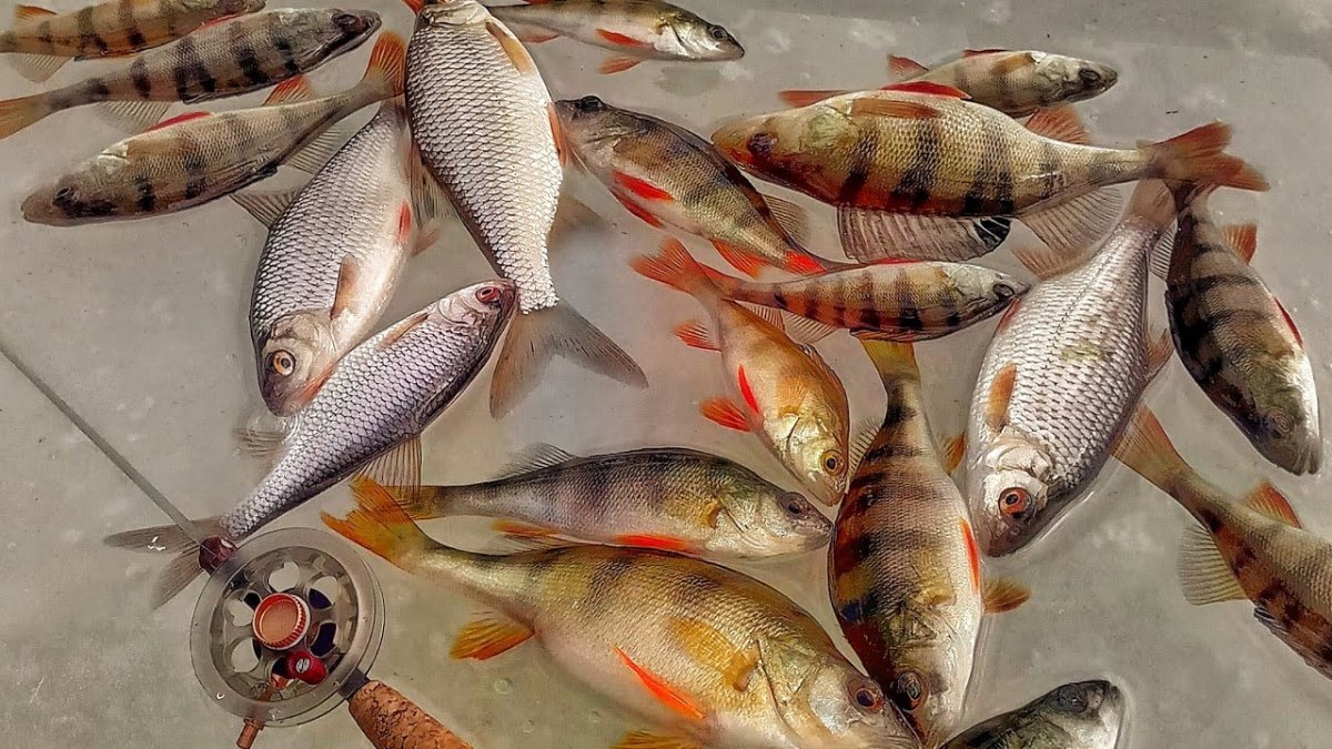 Живец сорожка (плотва)