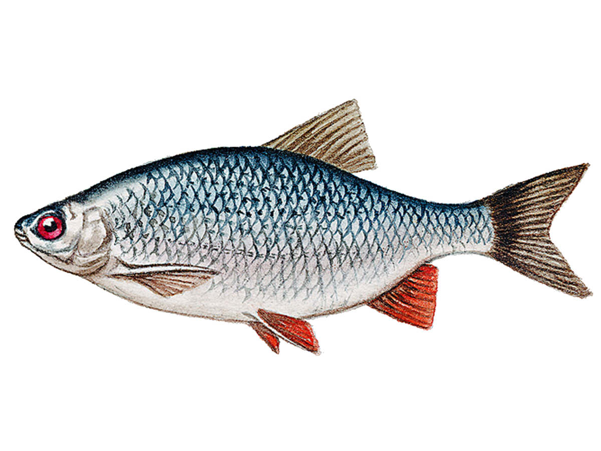 Живец сорожка (плотва)