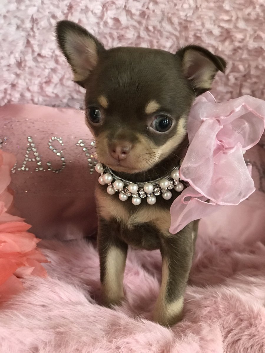 Карликовый чихуахуа