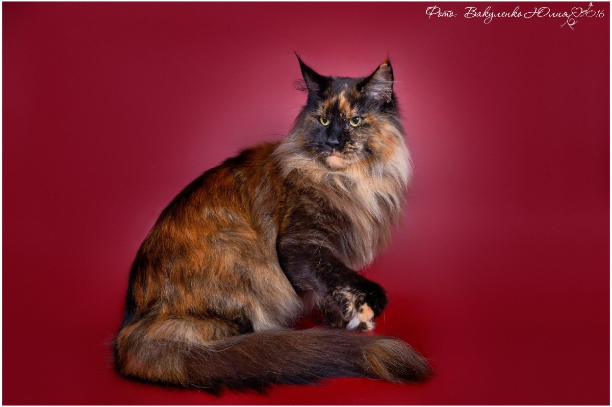 Мейн кун черепаховый