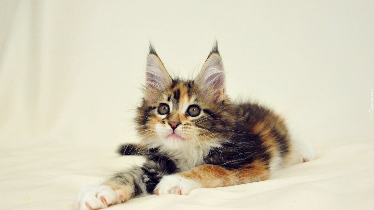 Мейн куны котята