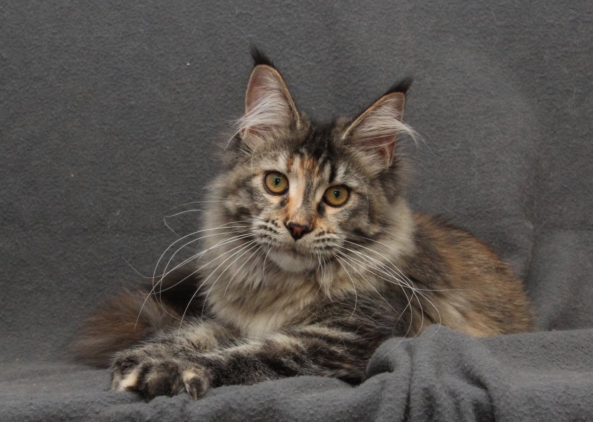 Мейн кун пятнистый