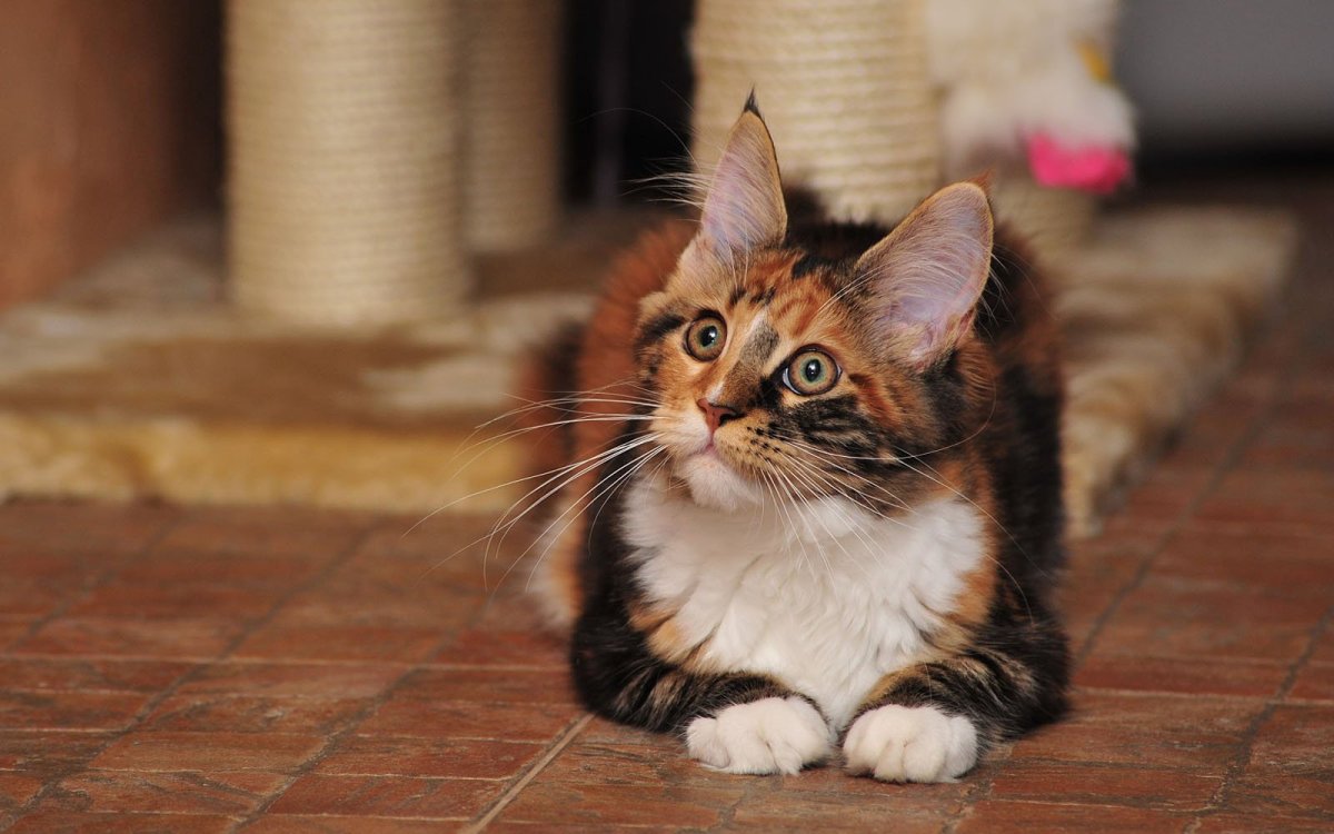 Норвежская Лесная черепахового окраса