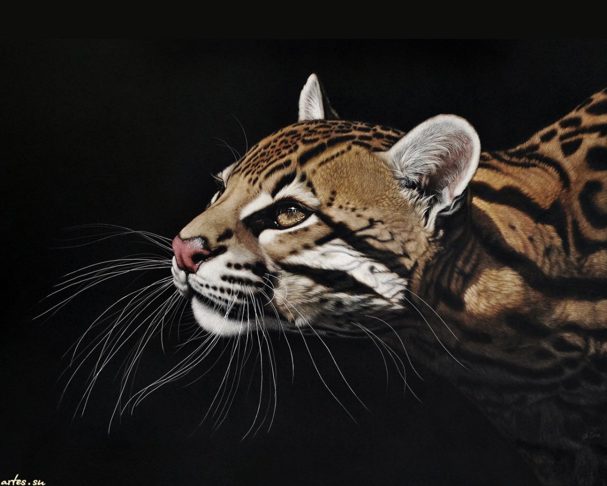 Оцелот морда