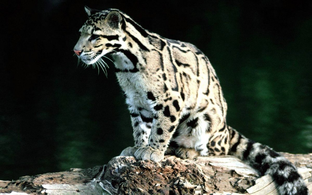 Дымчатый леопард (Neofelis nebulosa),