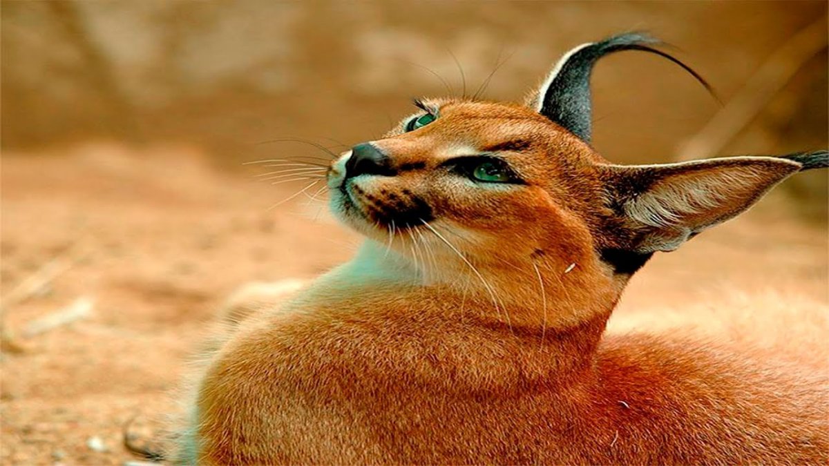 Степная кошка каракал