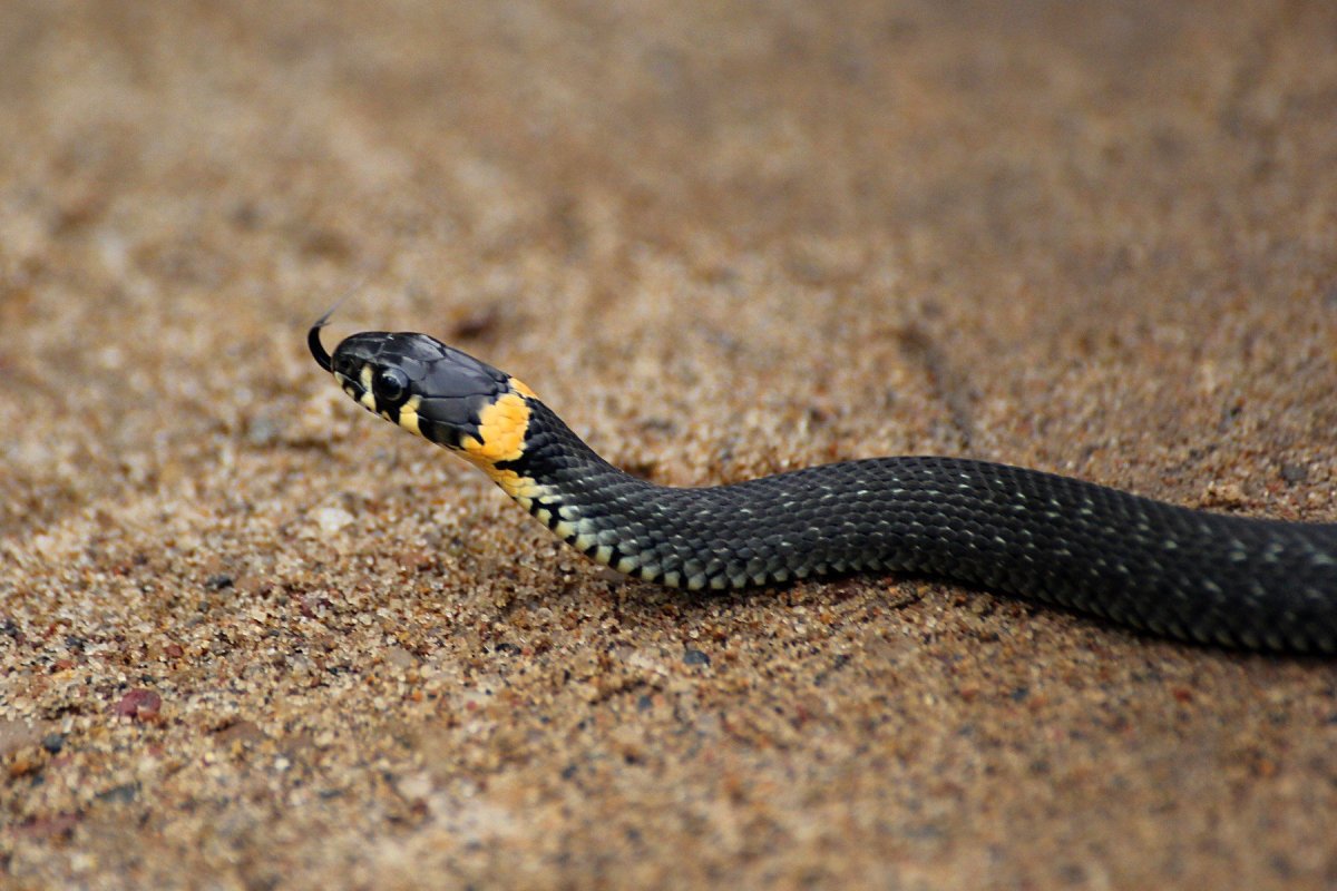 Гадюка коричневая с ромбиками