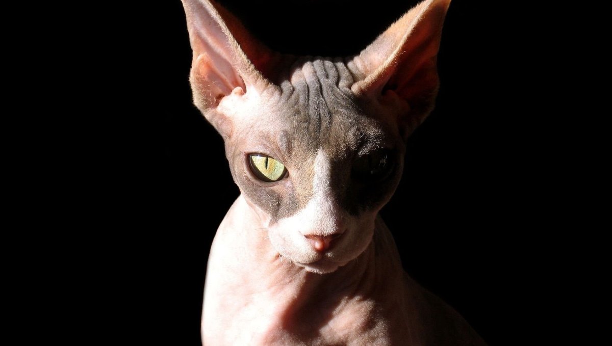 Ростовский сфинкс