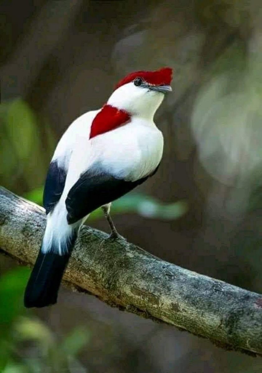 Шлемоносный Манакин-арарипе