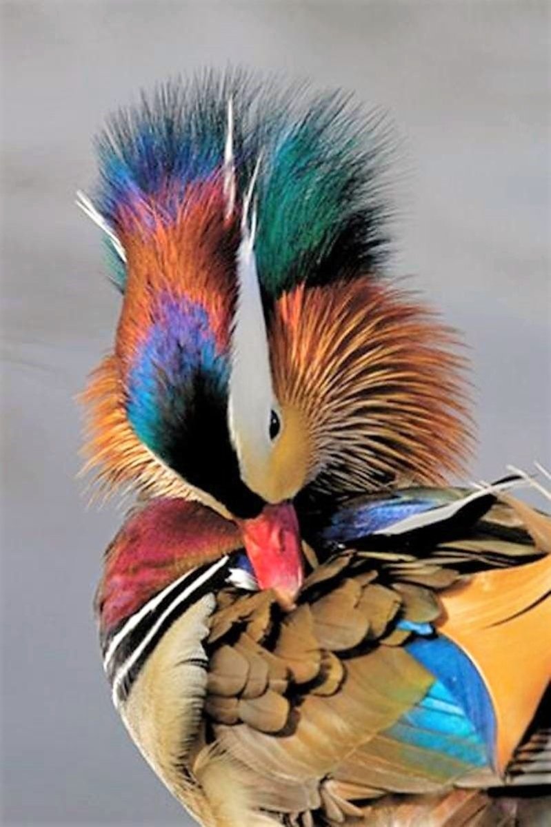 Китайская утка Мандаринка