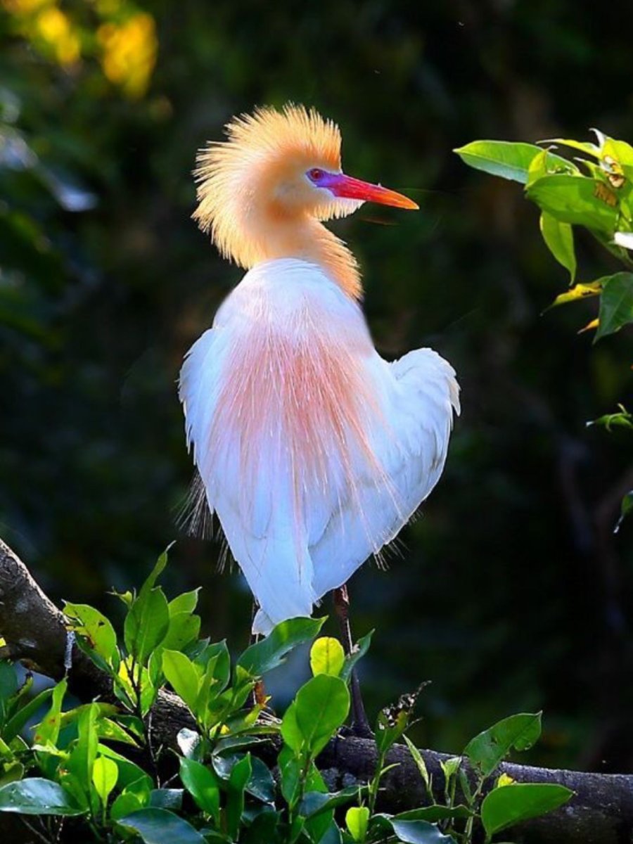 Диковинные птицы