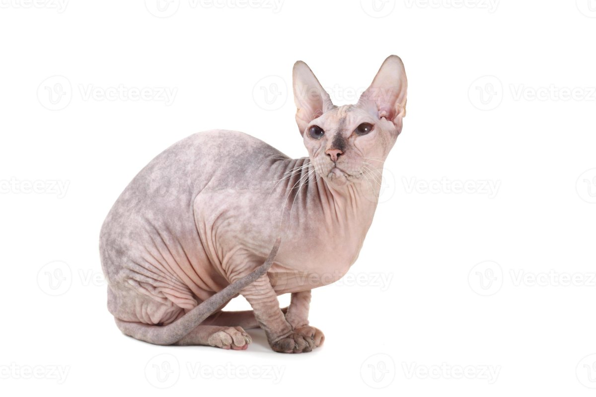 Сфинкс кошка на белом фоне