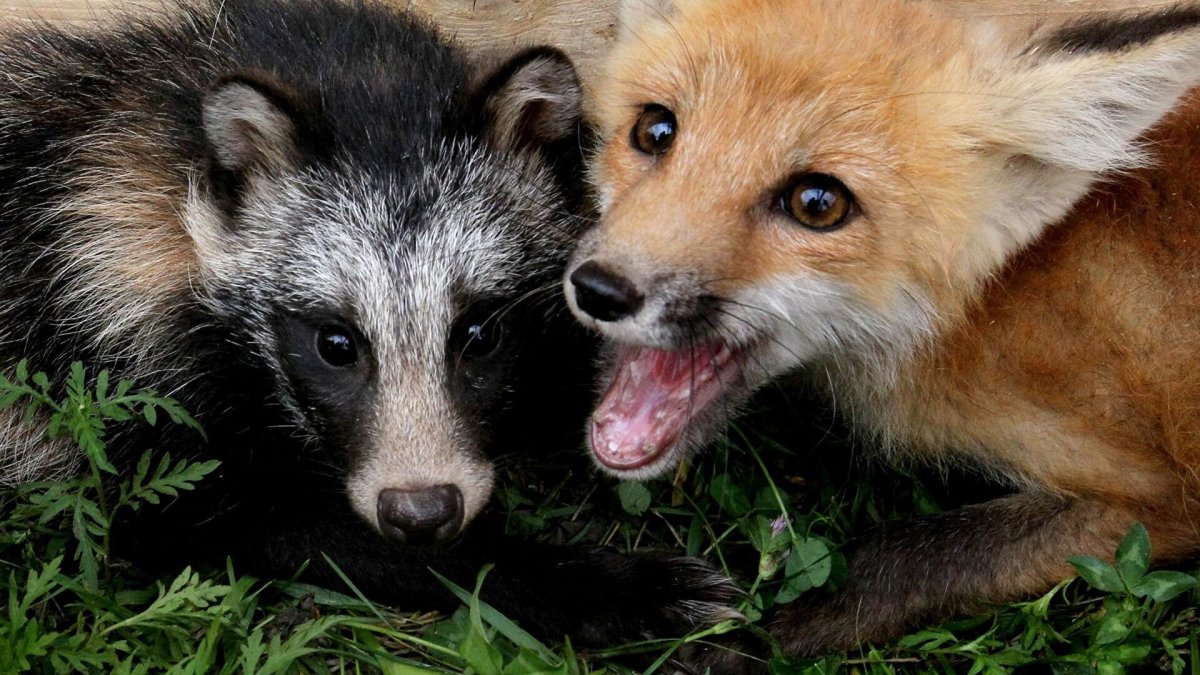 Енот и лиса