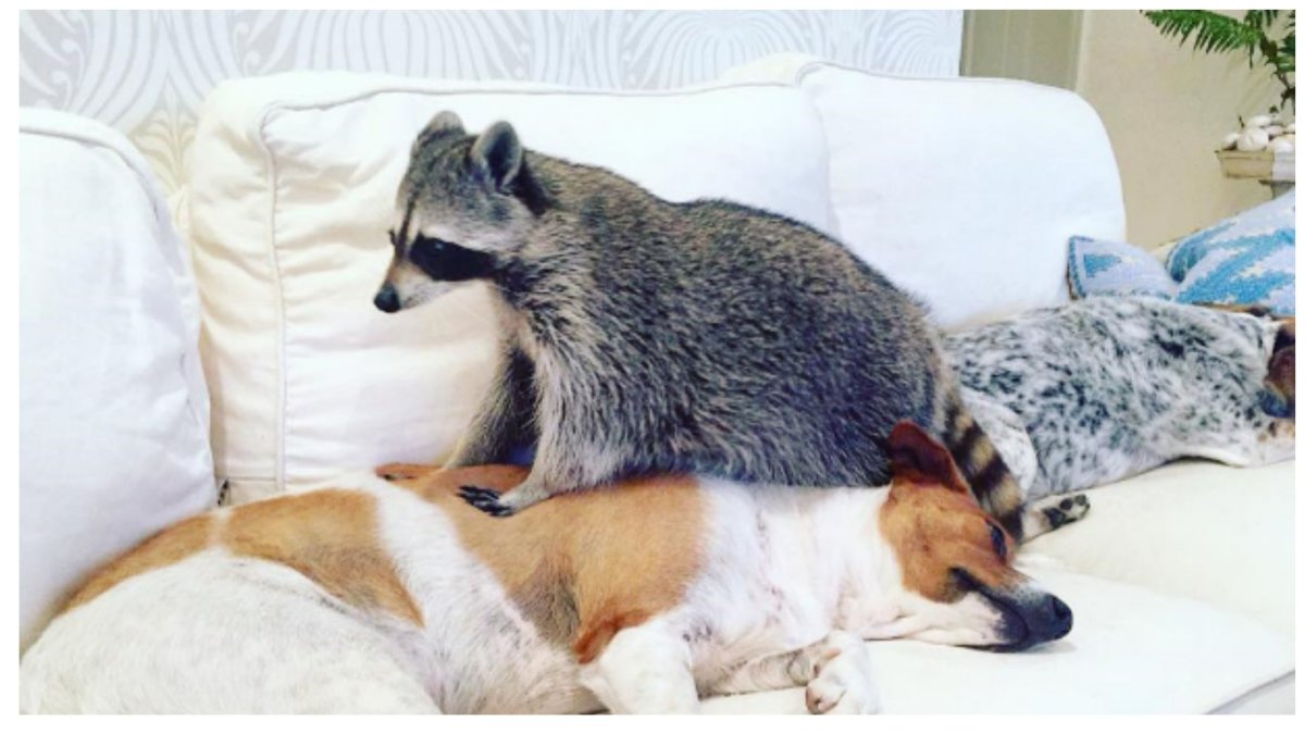 Енот Тыковка